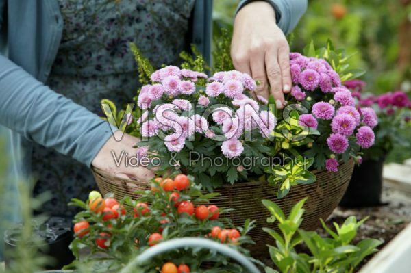 Planting autumn container Planting autumn container