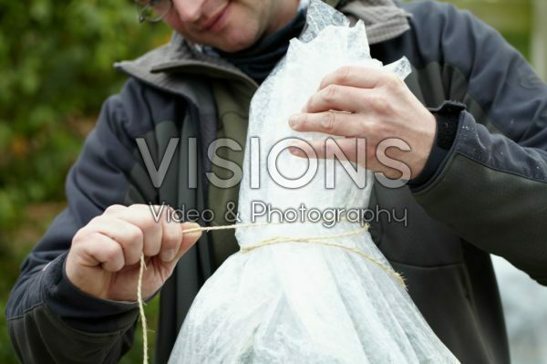 Winter plant protection