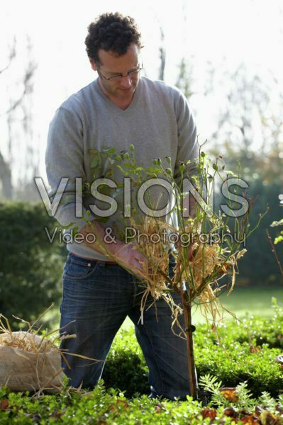 Planten winterklaar maken