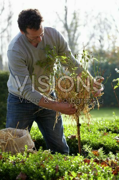 Winter plant protection