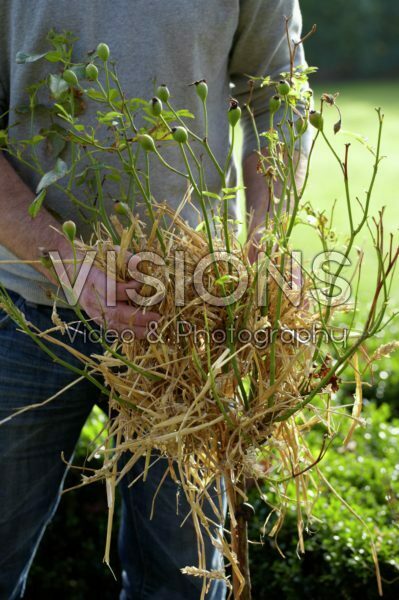 Winter plant protection