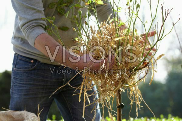 Winter plant protection