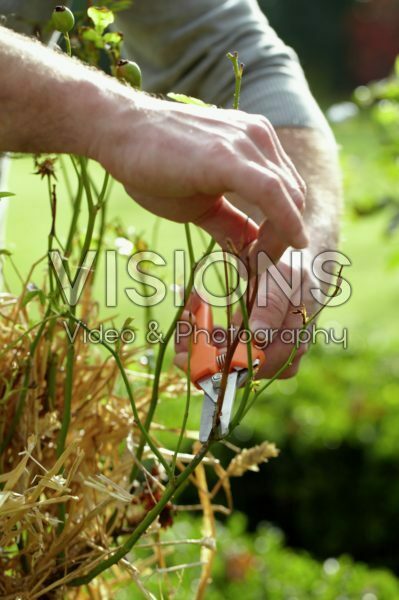 Planten winterklaar maken