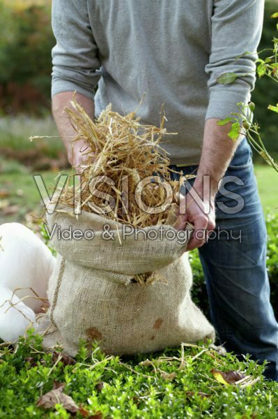 Planten winterklaar maken