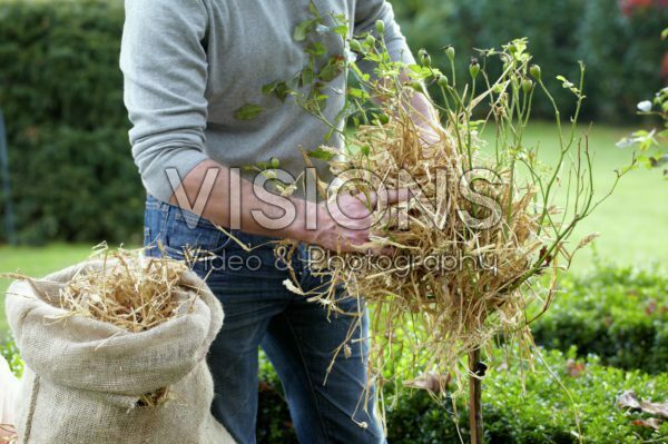 Planten winterklaar maken