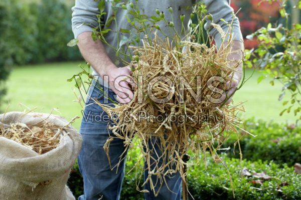 Planten winterklaar maken