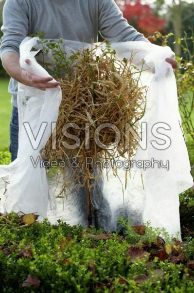 Planten winterklaar maken