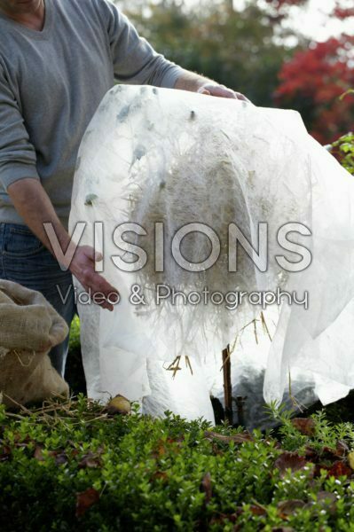 Planten winterklaar maken