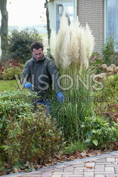 Planten winterklaar maken