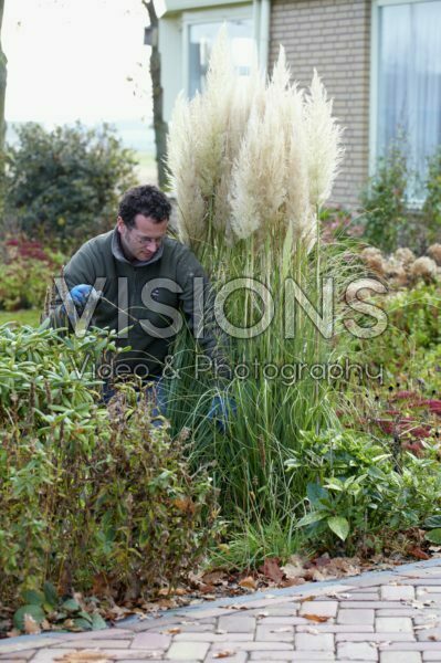 Planten winterklaar maken