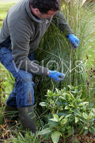 Planten winterklaar maken