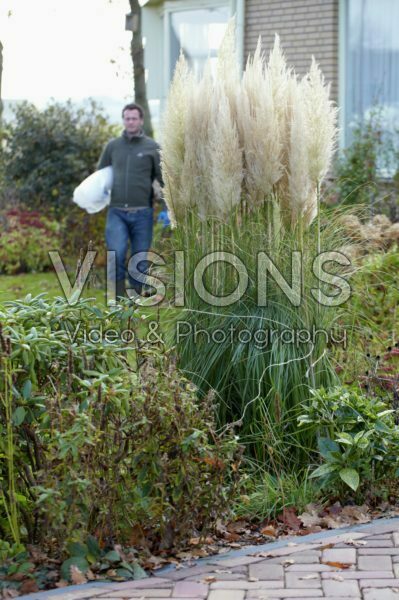 Planten winterklaar maken