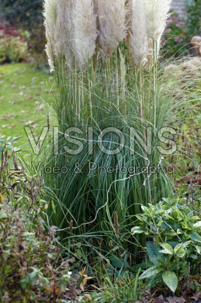 Planten winterklaar maken