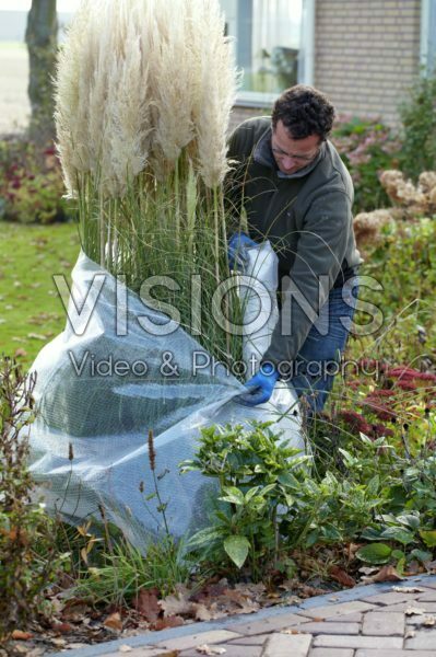 Planten winterklaar maken