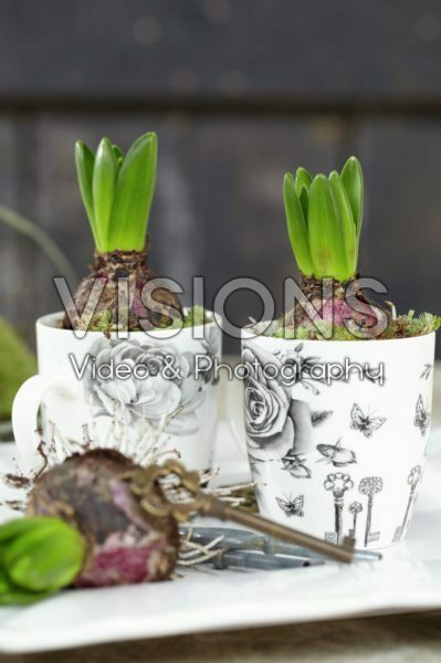 Hyacinths on pot