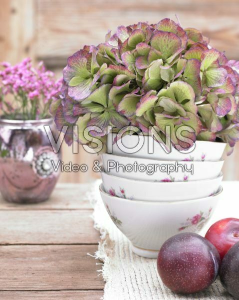 Hydrangea in bowl