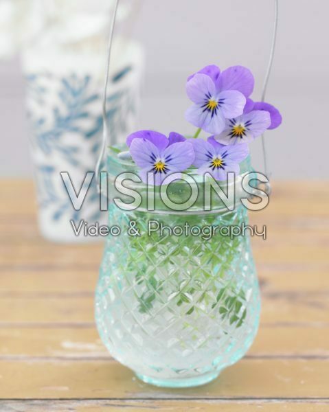 Pansies in vase