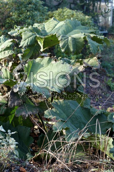 Gunnera manicata