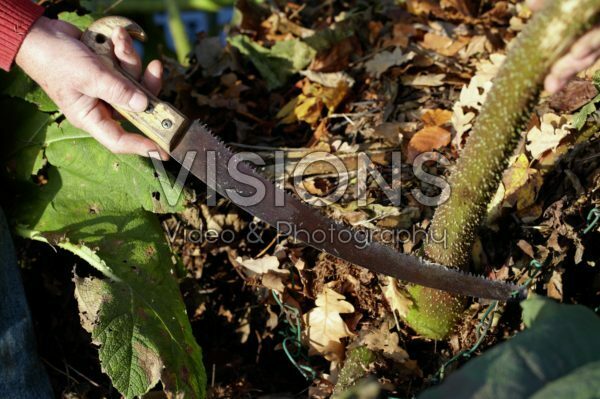 Gunnera manicata