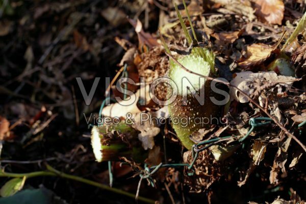 Gunnera manicata