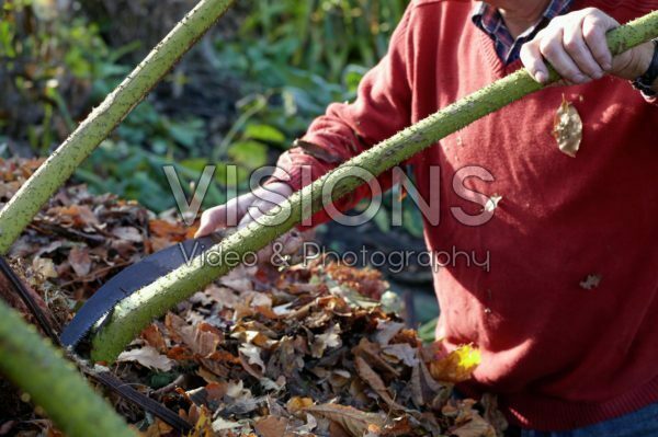 Gunnera manicata