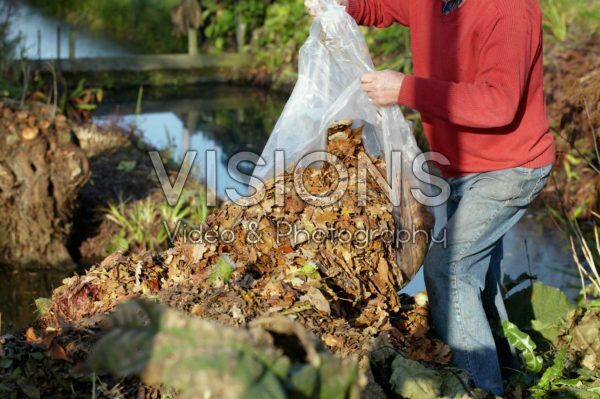 Covering Gunnera manicata