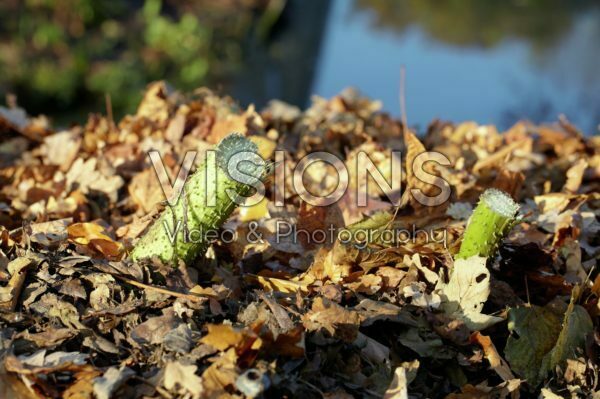 Gunnera manicata