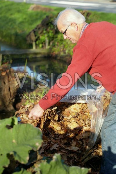 Covering Gunnera manicata