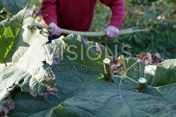 Covering Gunnera manicata