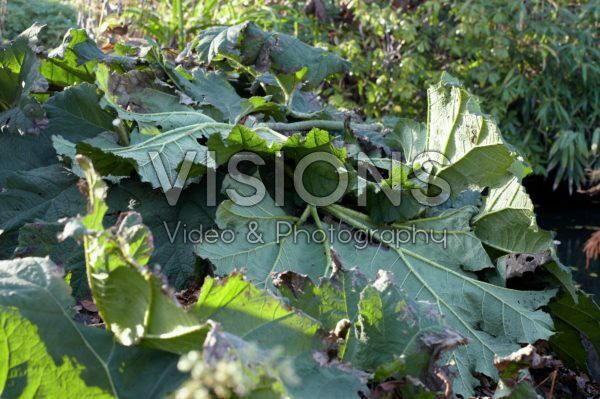 Covering Gunnera manicata