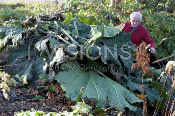 Covering Gunnera manicata