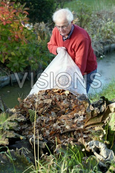 Covering Gunnera manicata