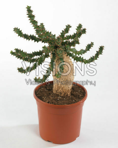 Euphorbia squarrosa Euphorbia squarrosa