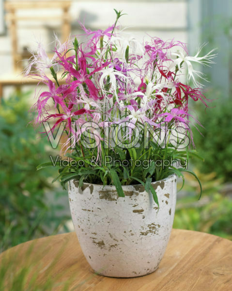 Dianthus Dancing Geisha Dianthus Dancing Geisha