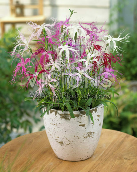 Dianthus Dancing Geisha Dianthus Dancing Geisha