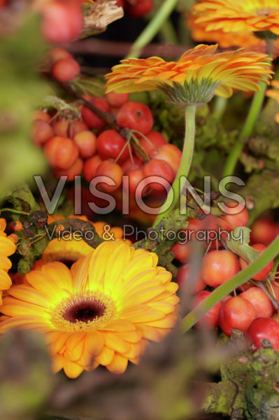 Gerbera Isola ® Gerbera Isola ®