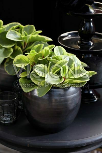 Peperomia obtusifolia Golden Genua