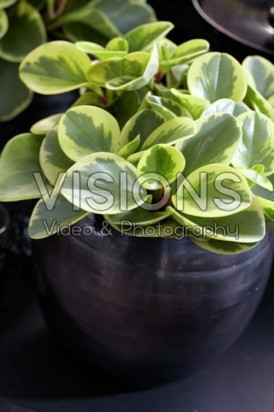 Peperomia obtusifolia Golden Genua