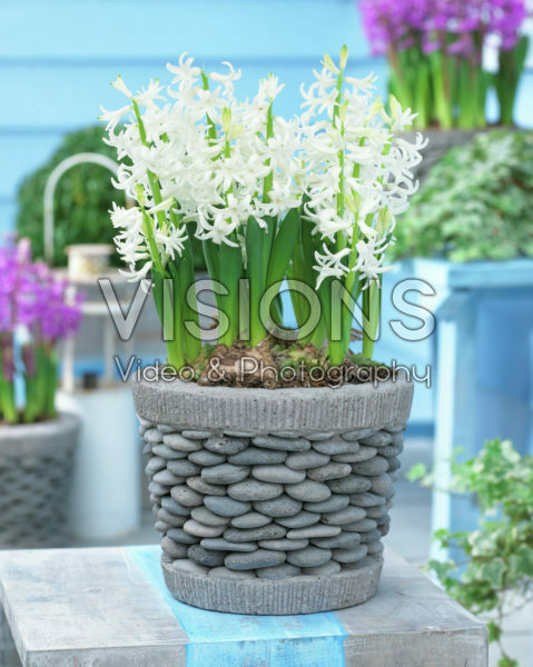 Hyacinthus multiflora