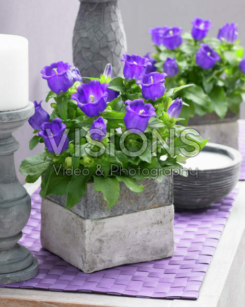 Campanula Appeal