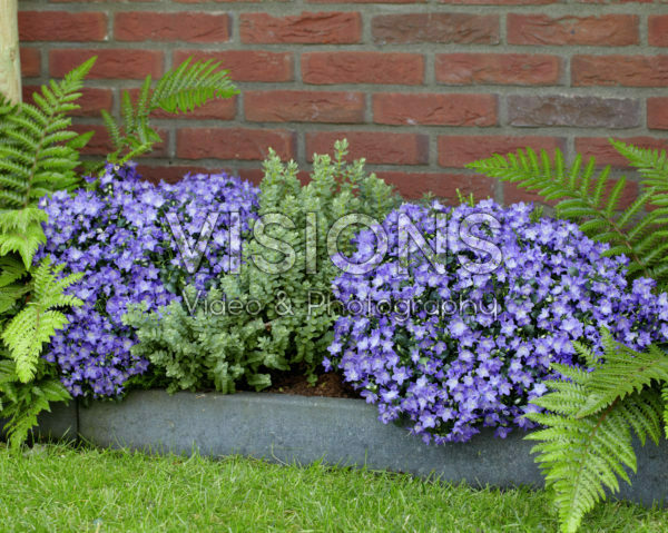 Campanula Spring Bell ® Blue