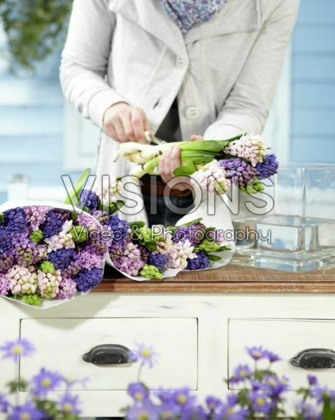 Arranging hyacinths Arranging hyacinths