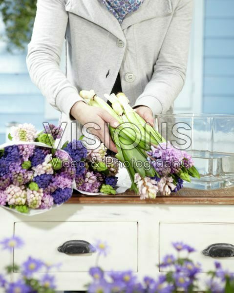 Arranging hyacinths Arranging hyacinths