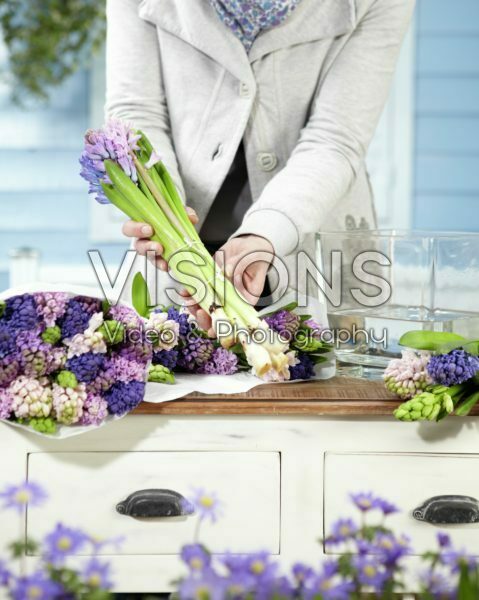 Arranging hyacinths Arranging hyacinths