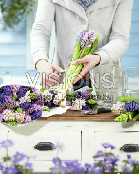 Arranging hyacinths Arranging hyacinths