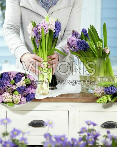 Arranging hyacinths Arranging hyacinths