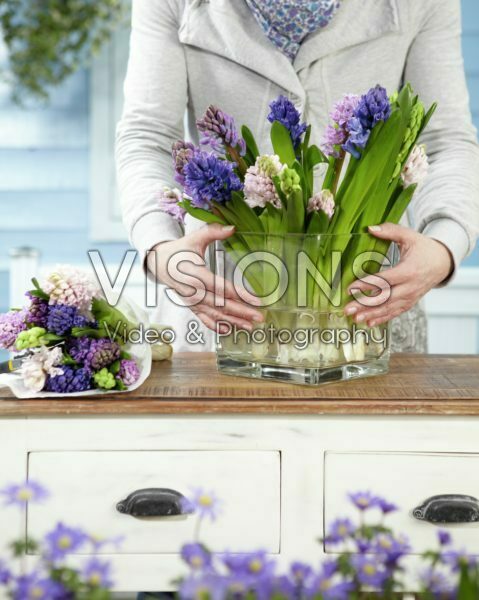 Arranging hyacinths Arranging hyacinths