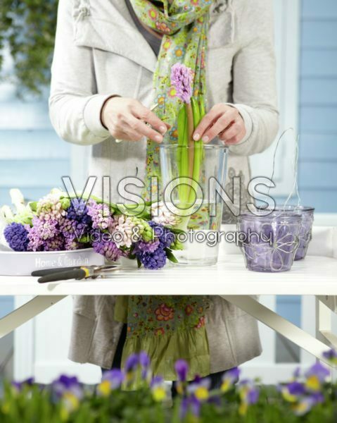 Arranging hyacinths Arranging hyacinths