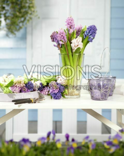 Hyacinths in vase Hyacinths in vase
