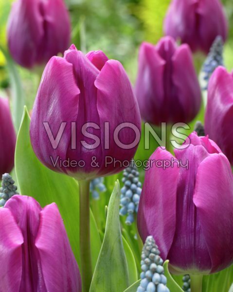 Tulipa purple